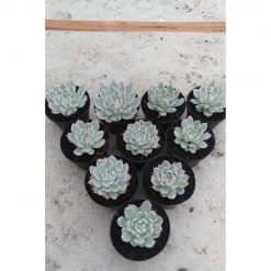 1711. Echeveria Chihuahua Aurea Variegated 10pcs