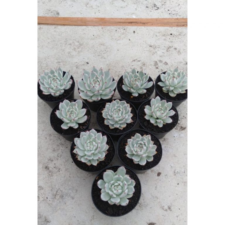 1711. Echeveria Chihuahua Aurea Variegated 10pcs