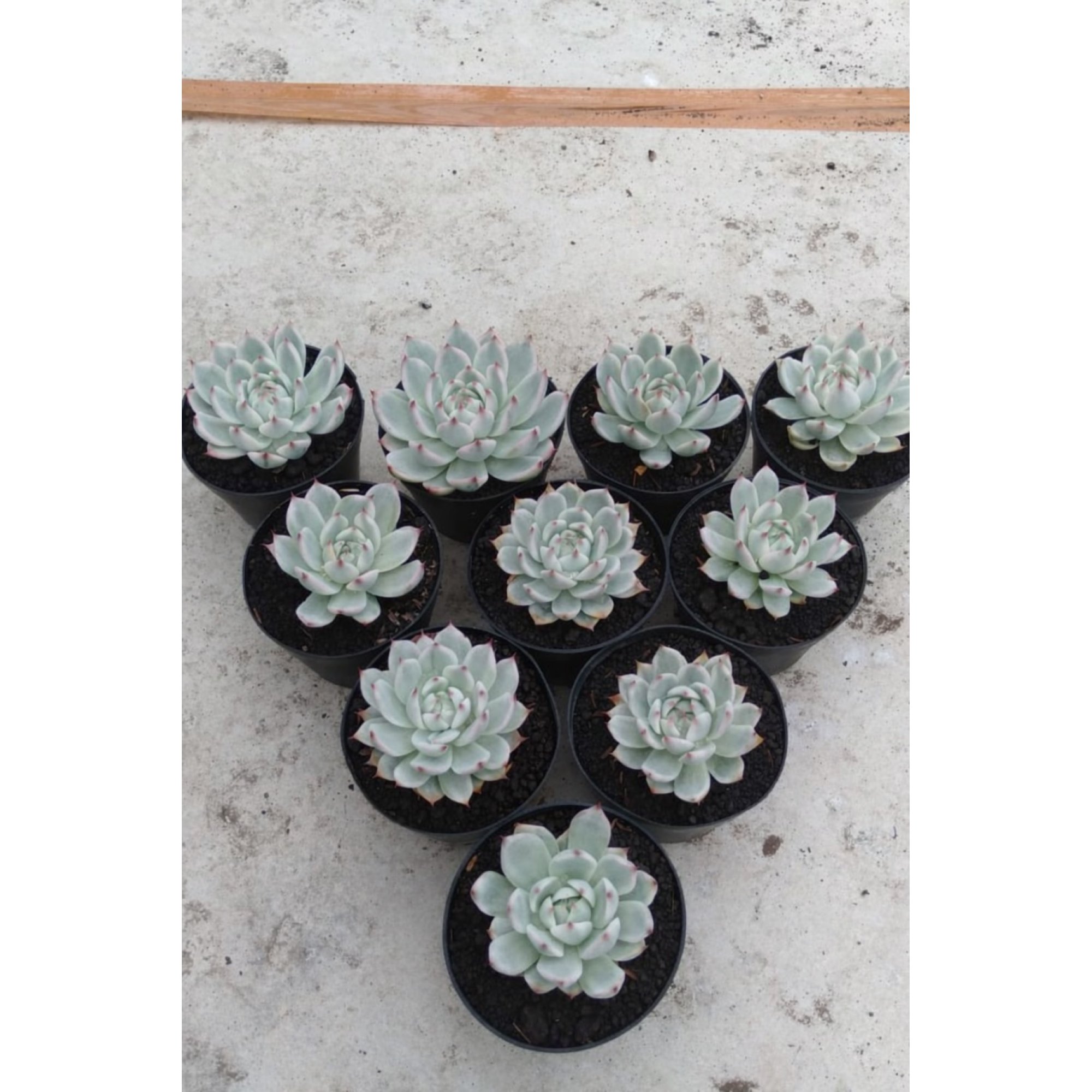 1711. Echeveria Chihuahua Aurea Variegated 10pcs