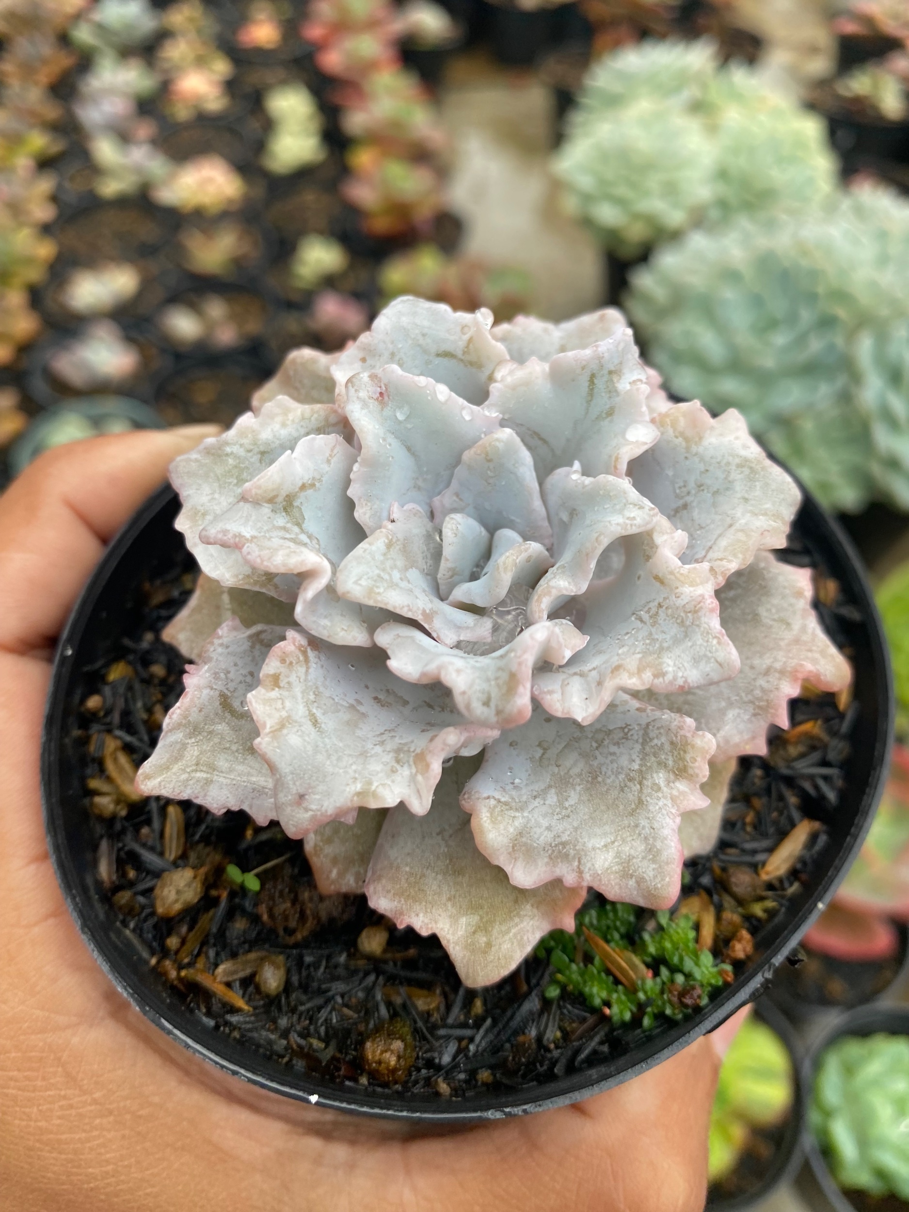 2179. Echeveria Cryspate Beauty - Image 2