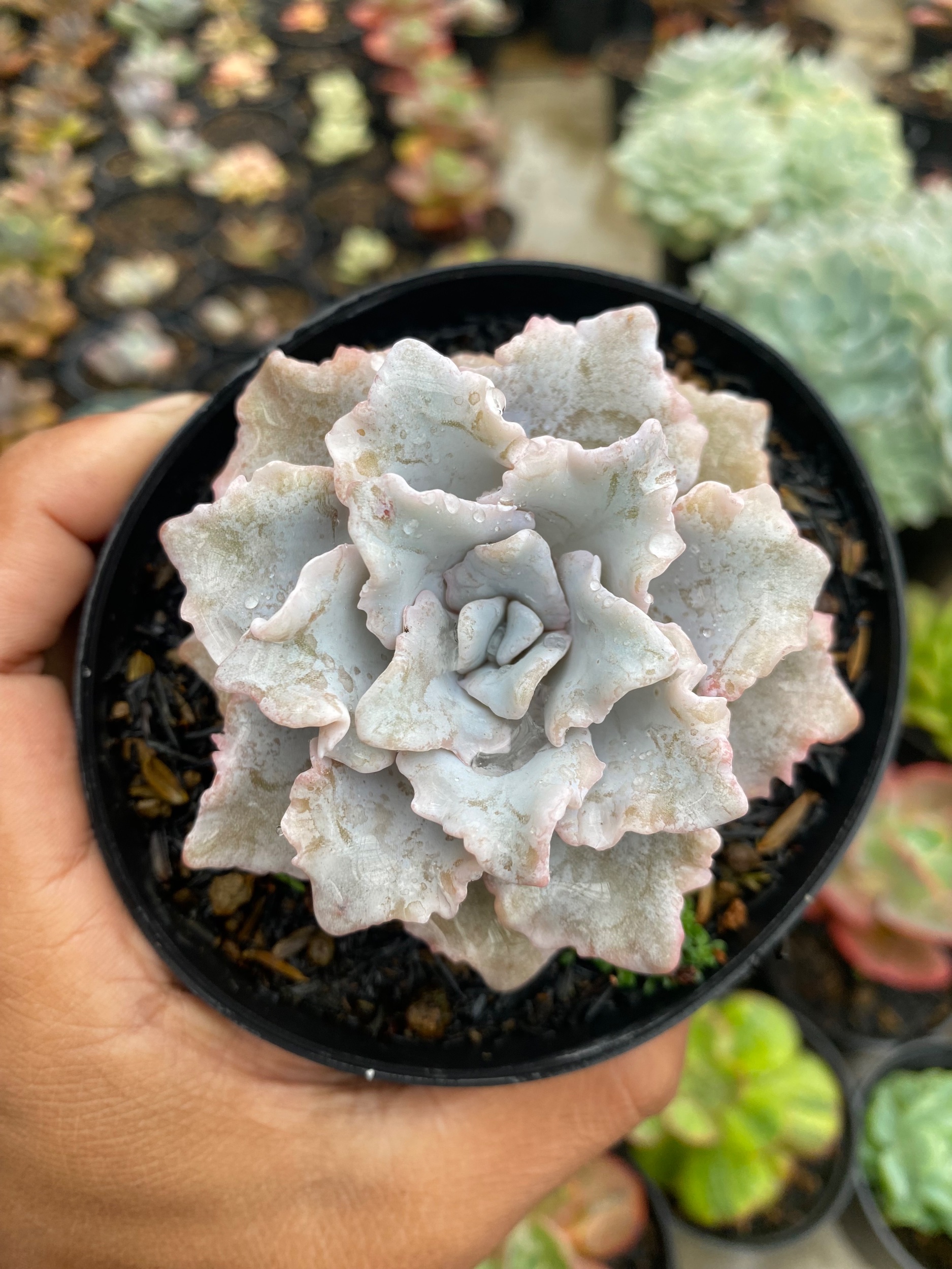 2179. Echeveria Cryspate Beauty - Image 3