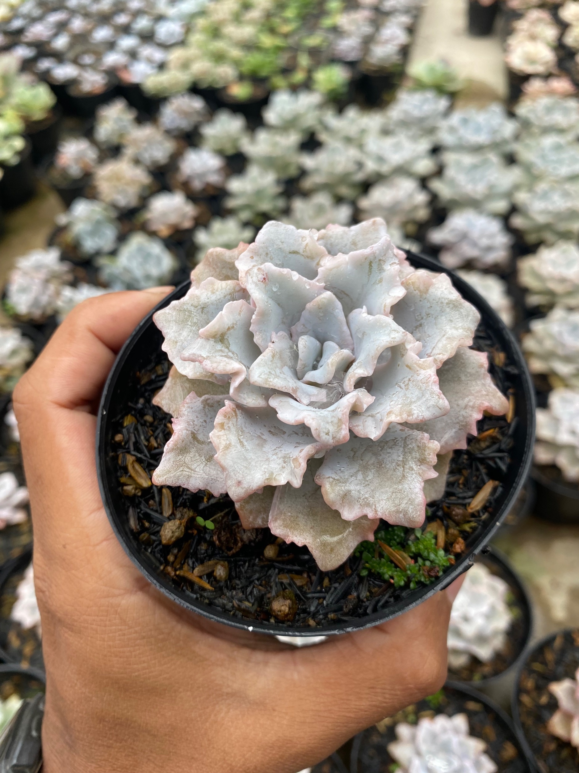 2179. Echeveria Cryspate Beauty - Image 4