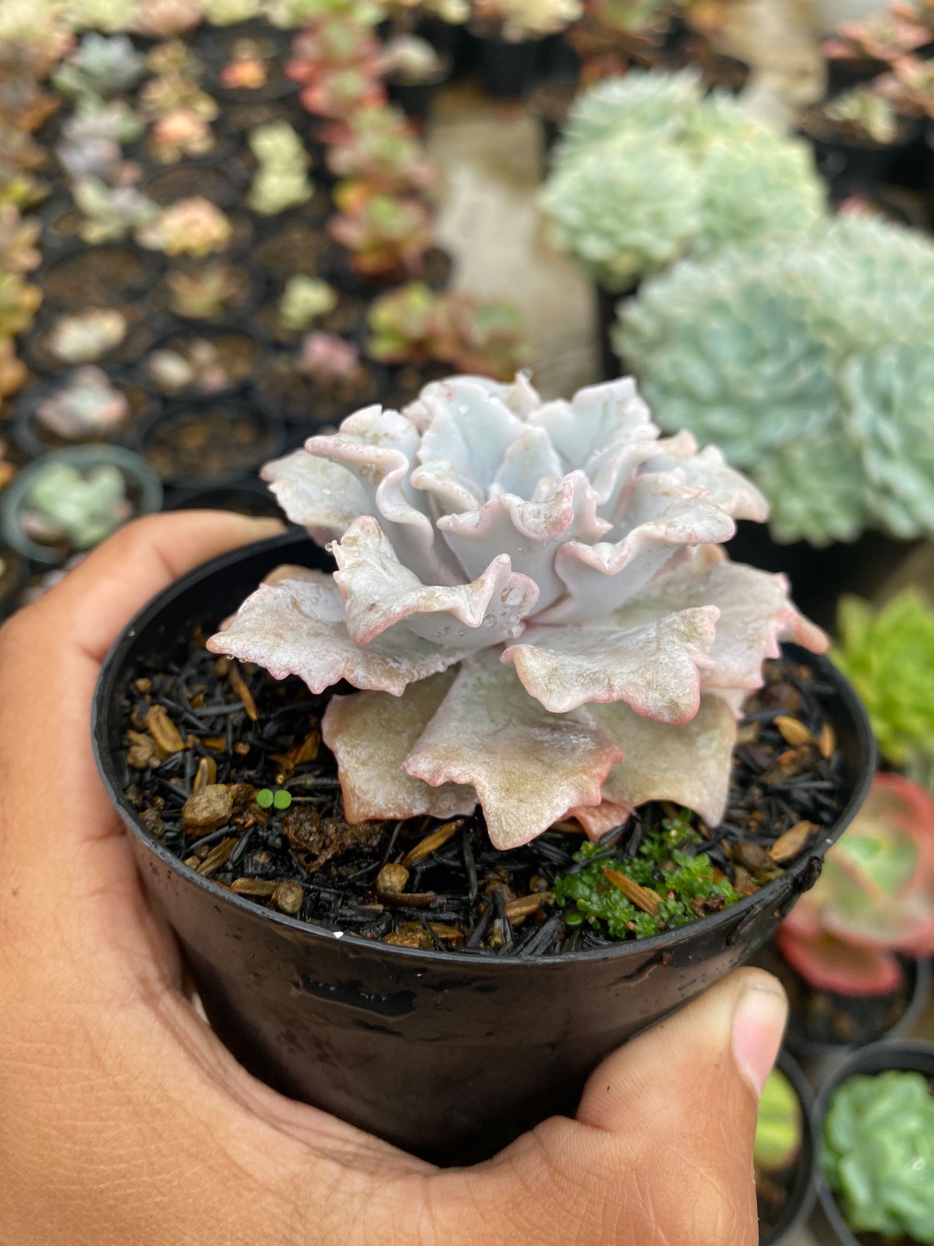 2179. Echeveria Cryspate Beauty - Image 5