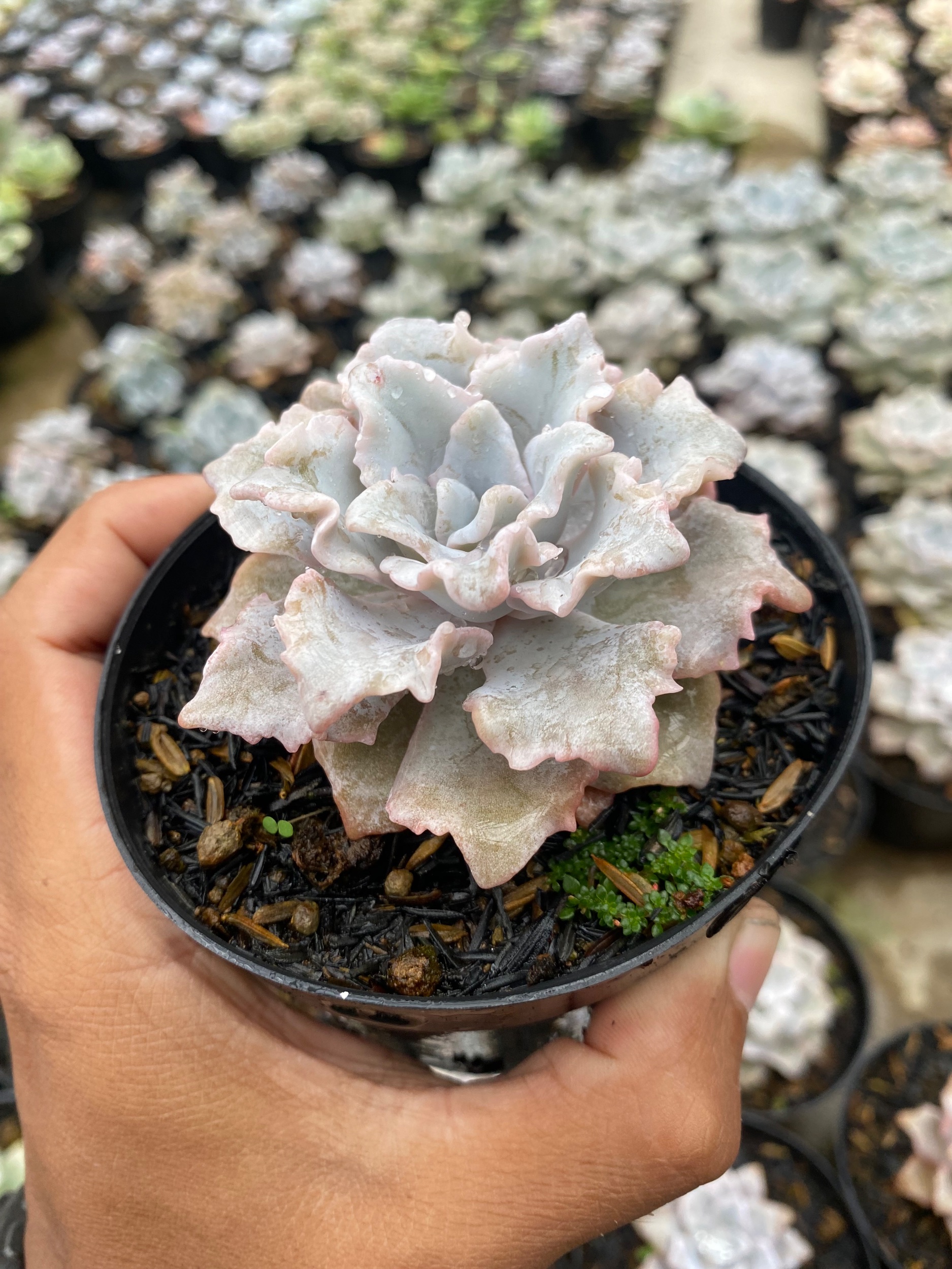 2179. Echeveria Cryspate Beauty - Image 6