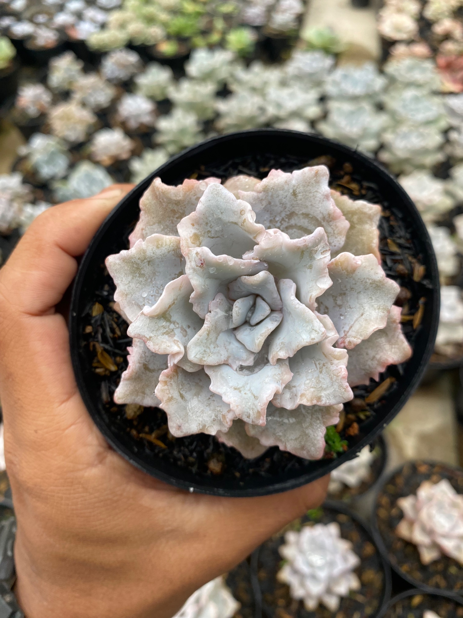 2179. Echeveria Cryspate Beauty - Image 7