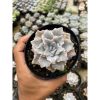 2179. Echeveria Cryspate Beauty