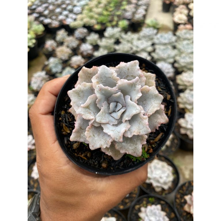 2179. Echeveria Cryspate Beauty