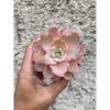 637. Echeveria Curly Chantilly