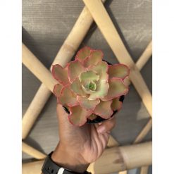 637. Echeveria Curly Chantilly
