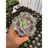 937. Echeveria Dragon Fin King Splash