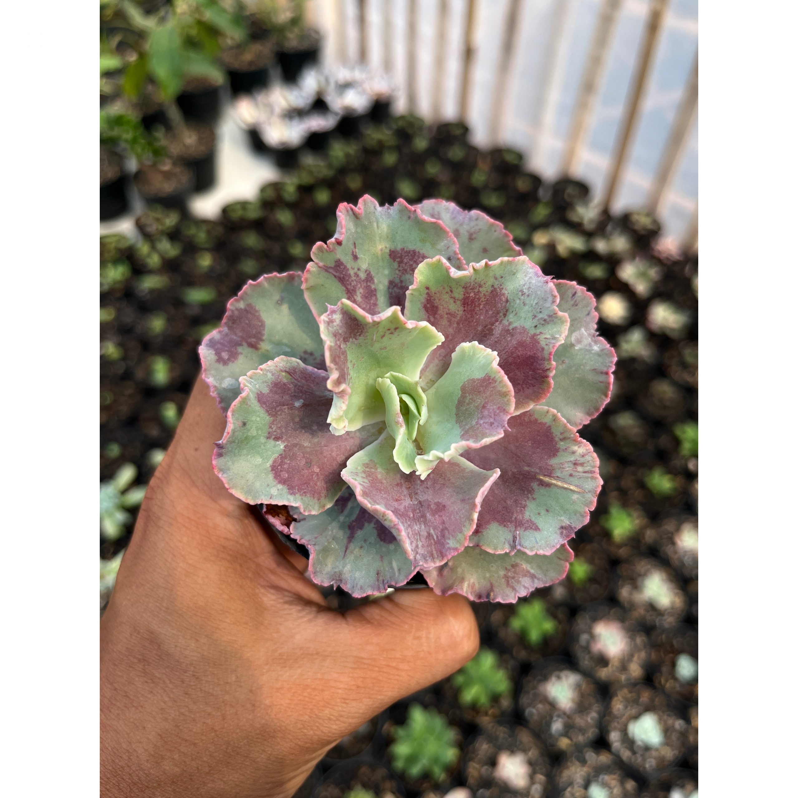 937. Echeveria Dragon Fin King Splash