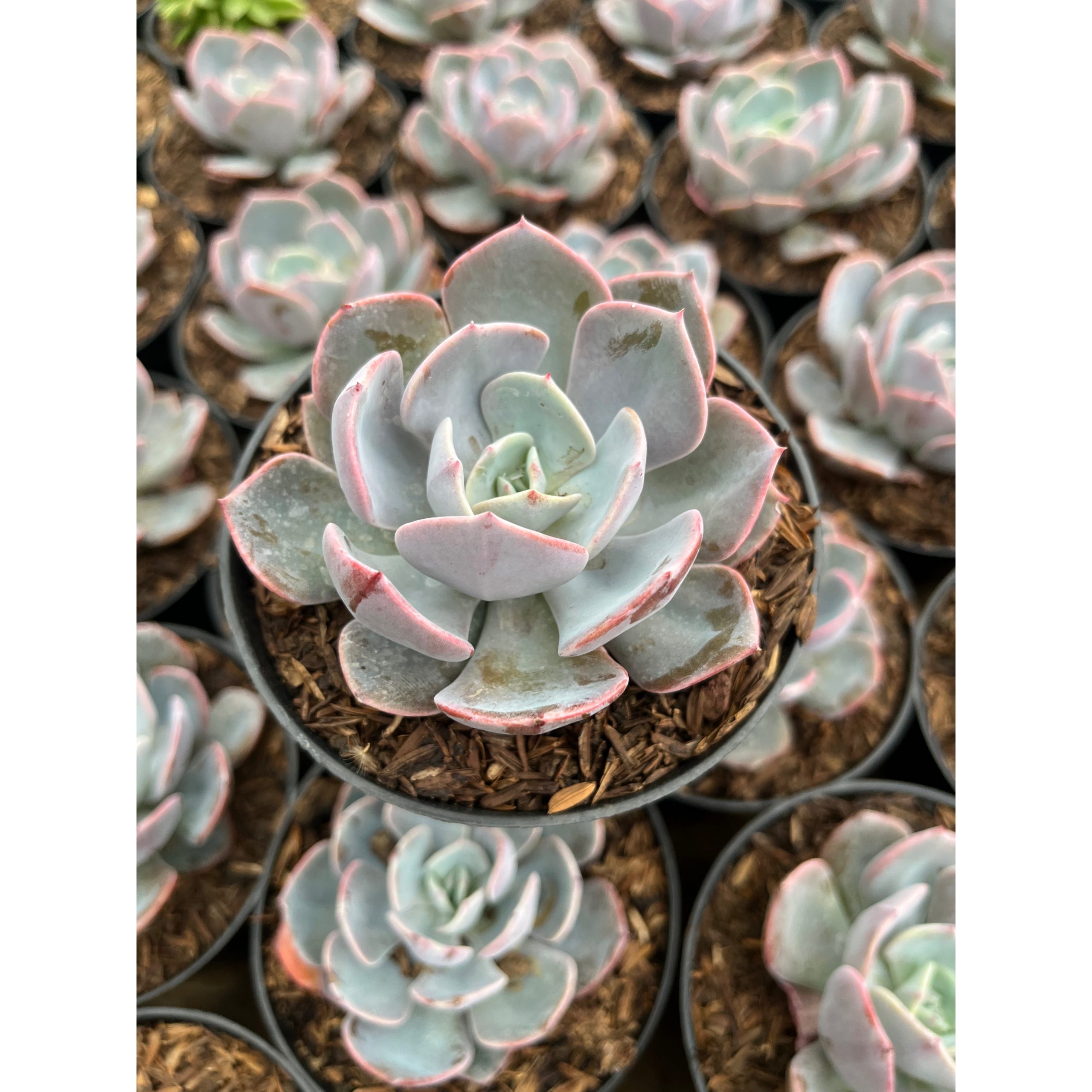 885. Echeveria Dusty Rose