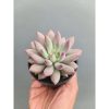 2279. Echeveria Gold Fish
