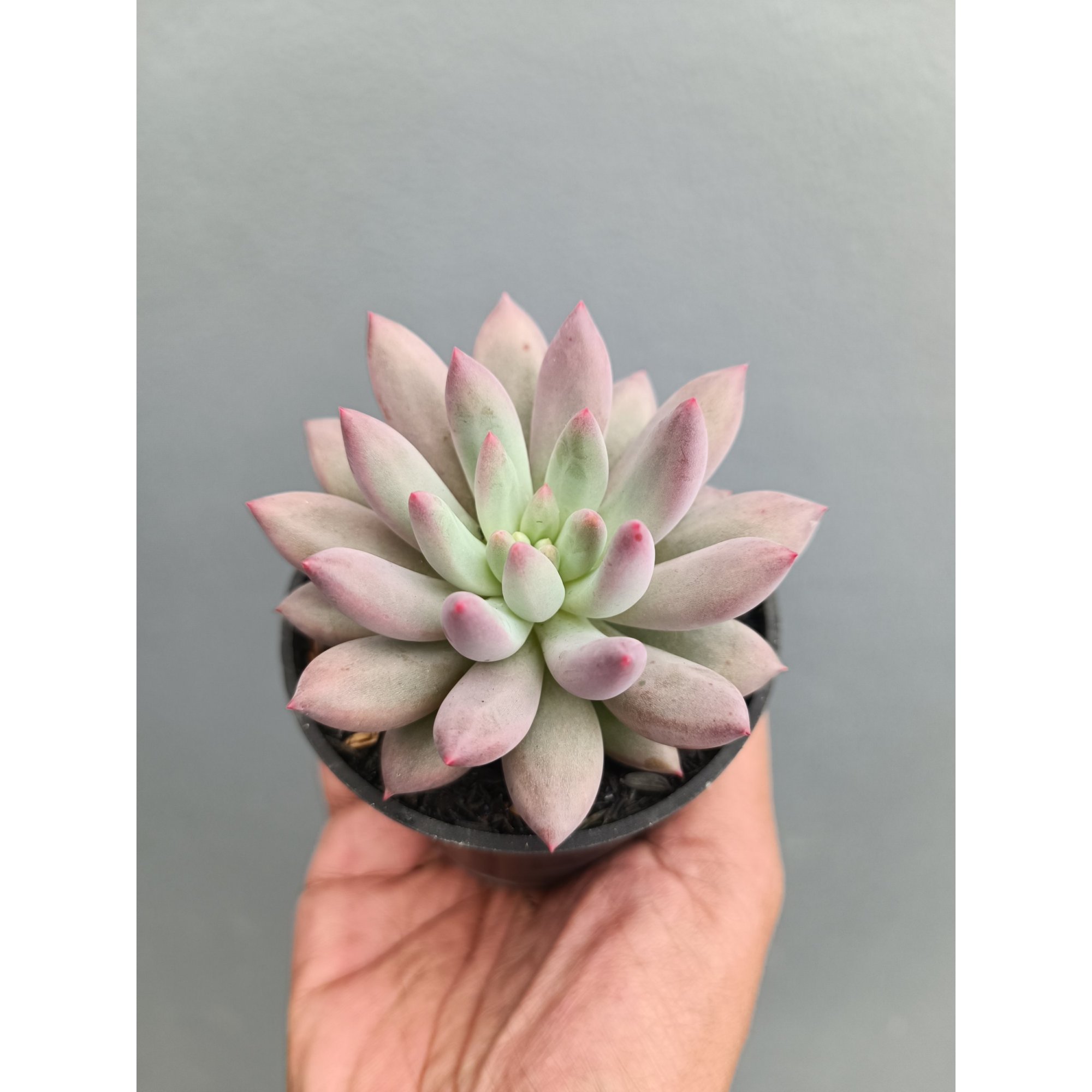 2279. Echeveria Gold Fish