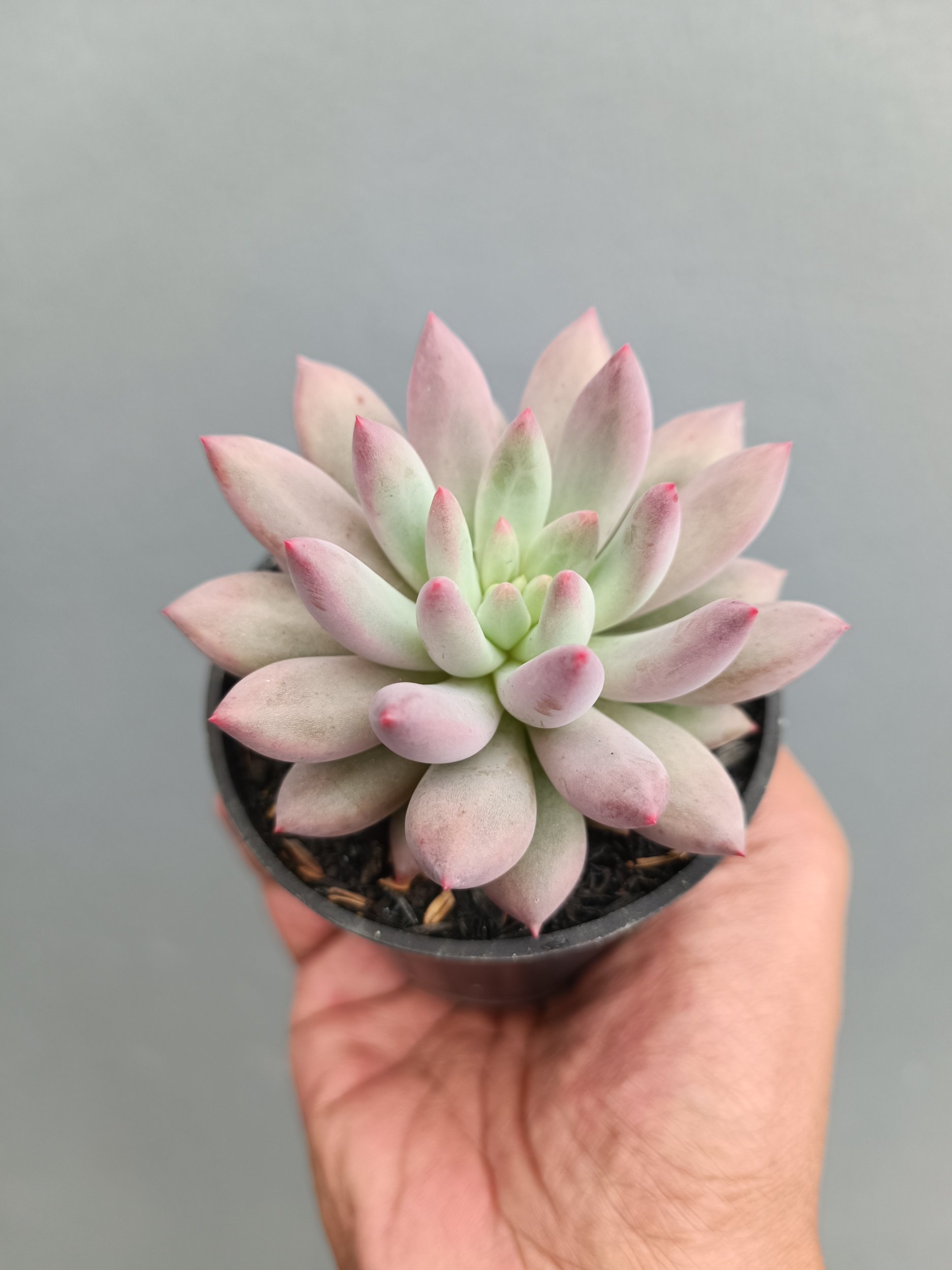 2279. Echeveria Gold Fish - Image 2