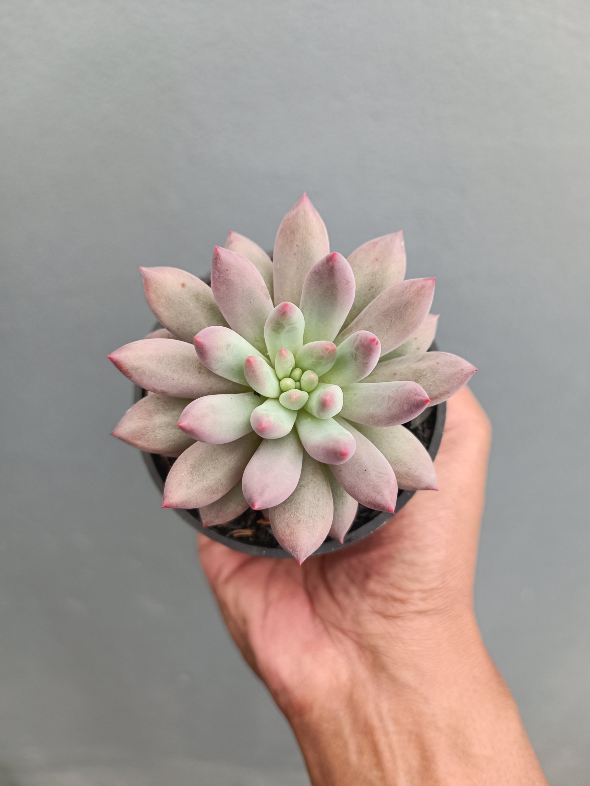 2279. Echeveria Gold Fish - Image 3