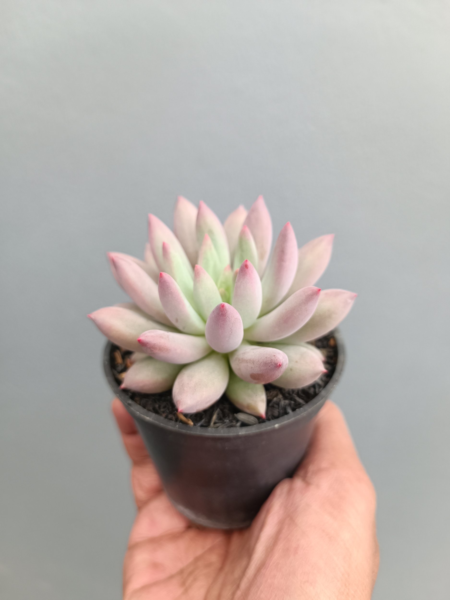2279. Echeveria Gold Fish - Image 4