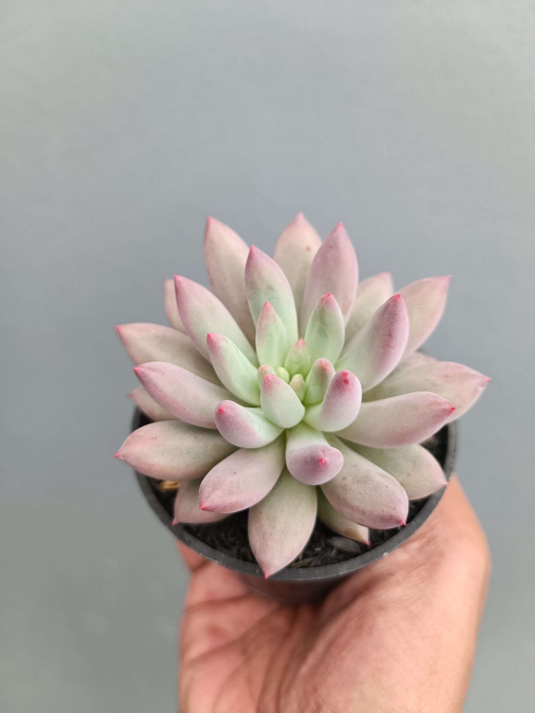 2279. Echeveria Gold Fish - Image 5