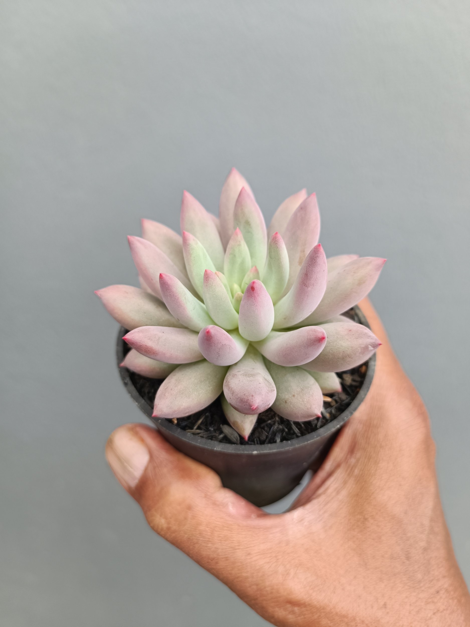 2279. Echeveria Gold Fish - Image 6