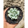 1605. Echeveria Ice Crown