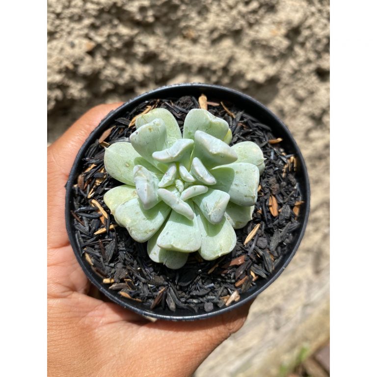 1605. Echeveria Ice Crown