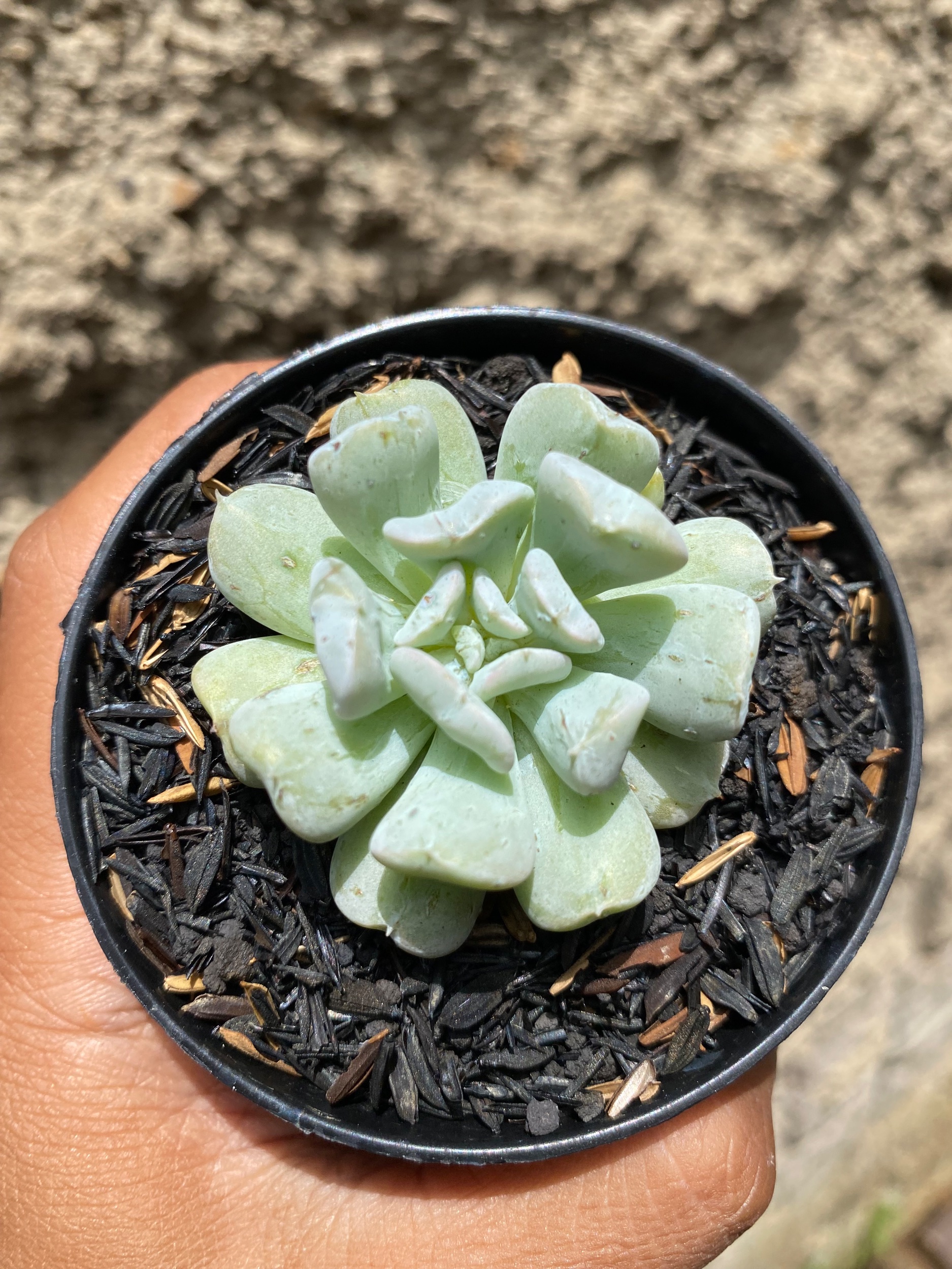 1605. Echeveria Ice Crown - Image 2