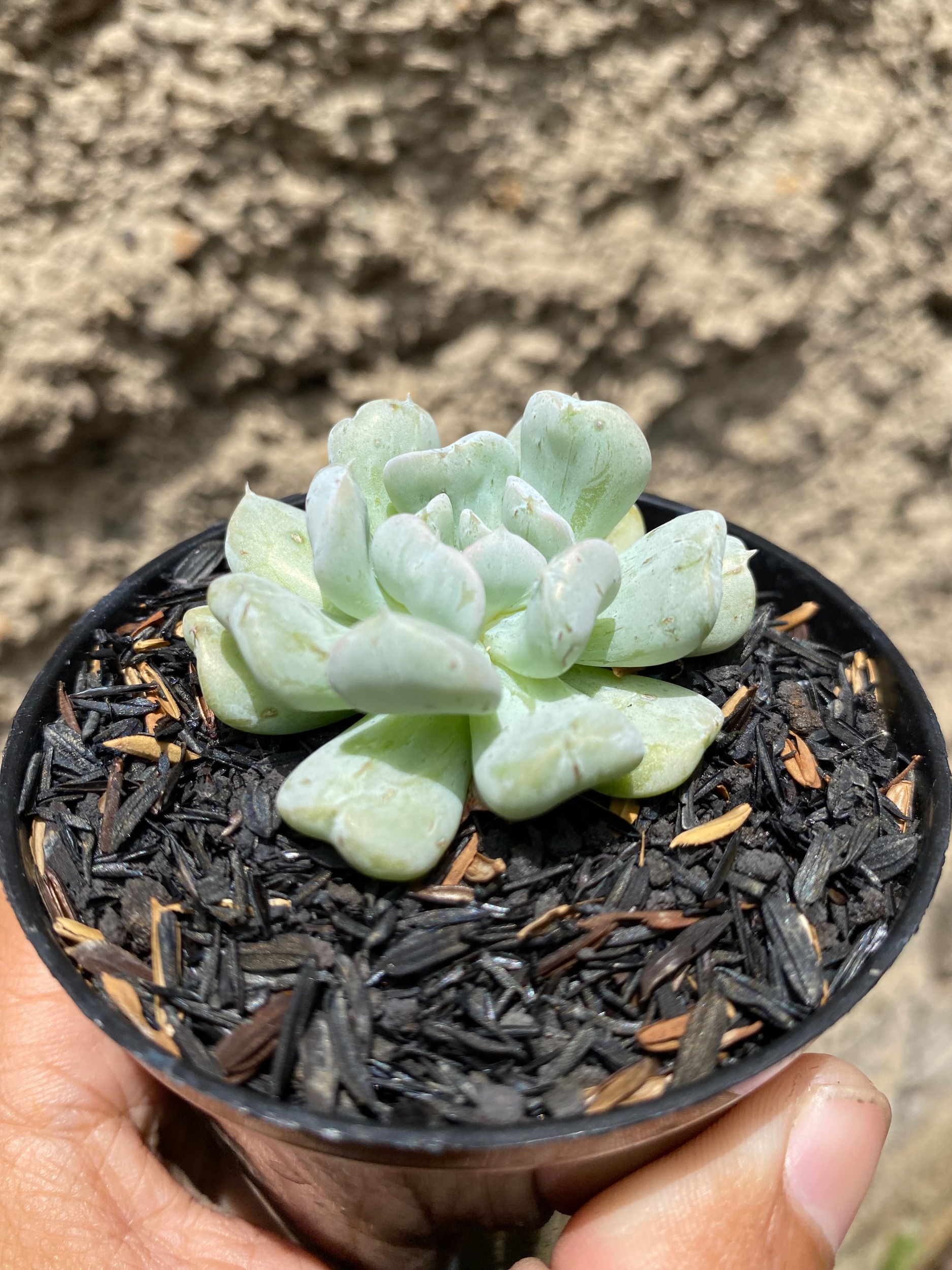 1605. Echeveria Ice Crown - Image 3