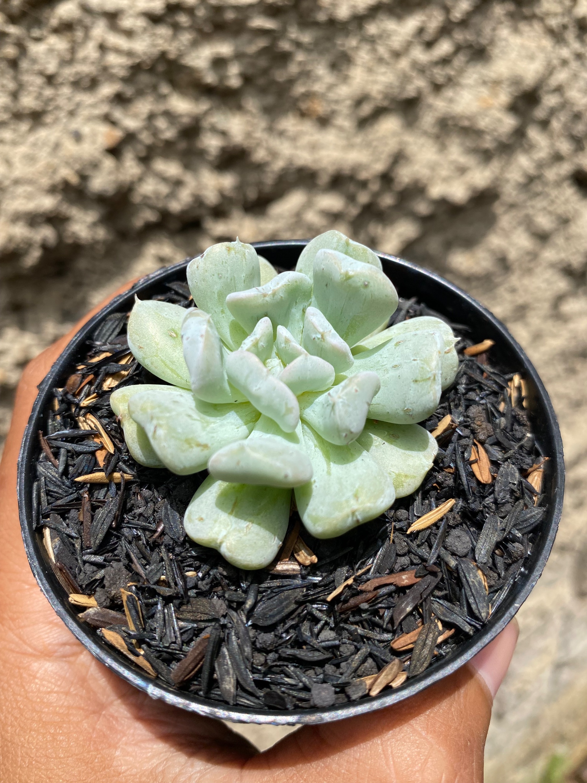 1605. Echeveria Ice Crown - Image 4