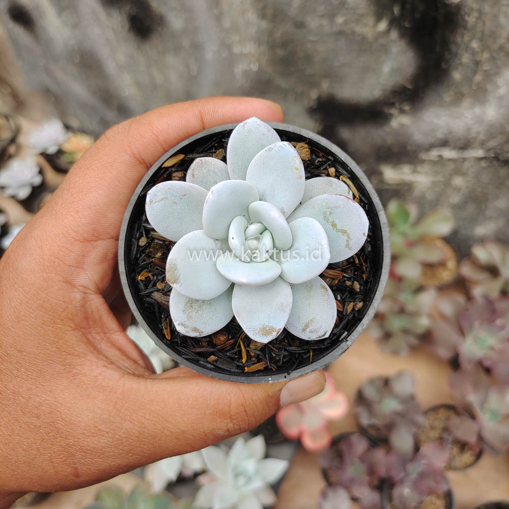 150. Echeveria Laui - Image 2