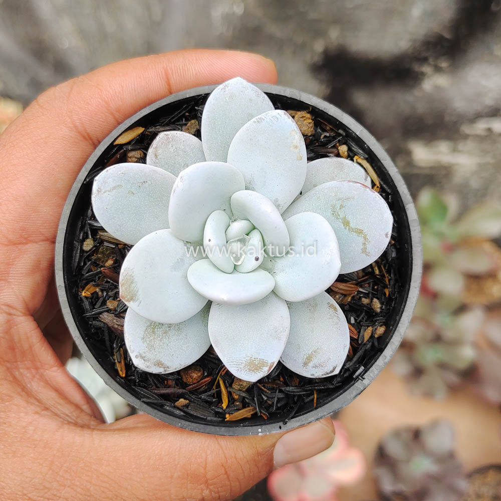 150. Echeveria Laui - Image 3