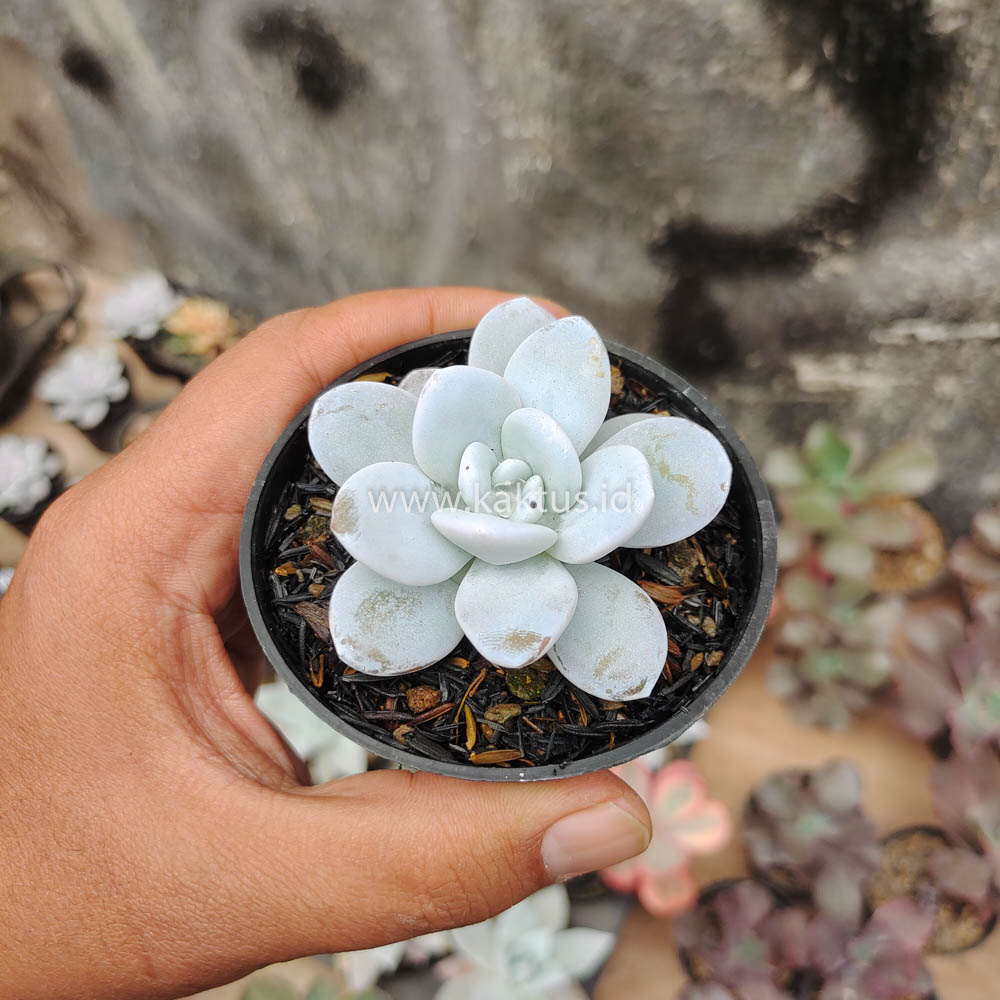 150. Echeveria Laui - Image 4