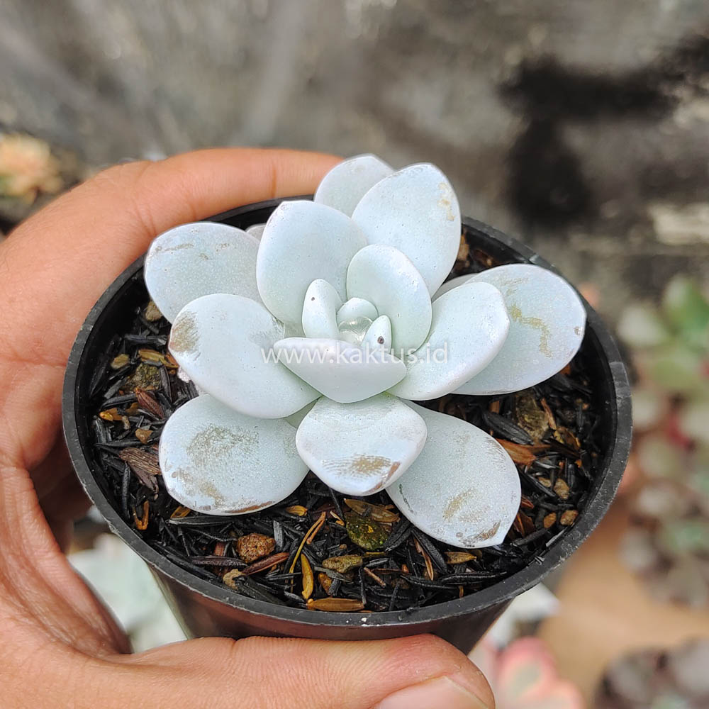 150. Echeveria Laui - Image 5
