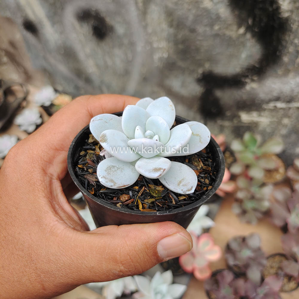 150. Echeveria Laui - Image 6