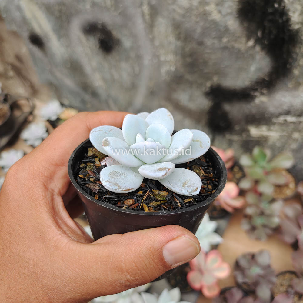 150. Echeveria Laui - Image 7
