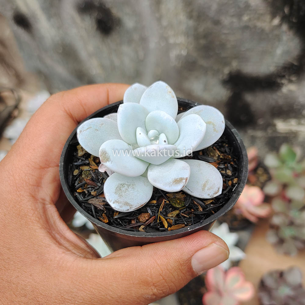 150. Echeveria Laui - Image 8