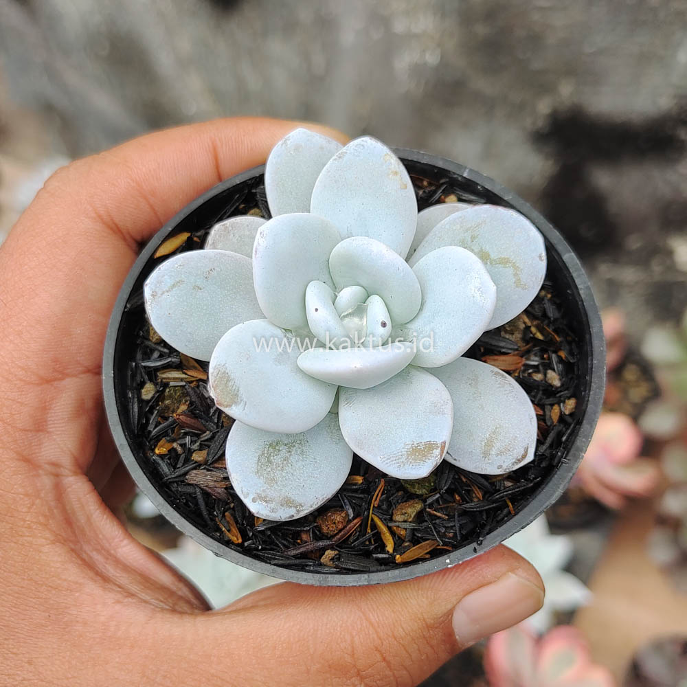 150. Echeveria Laui - Image 9