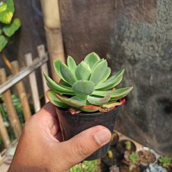 Alternative view of 131. Echeveria Lemon And Lime