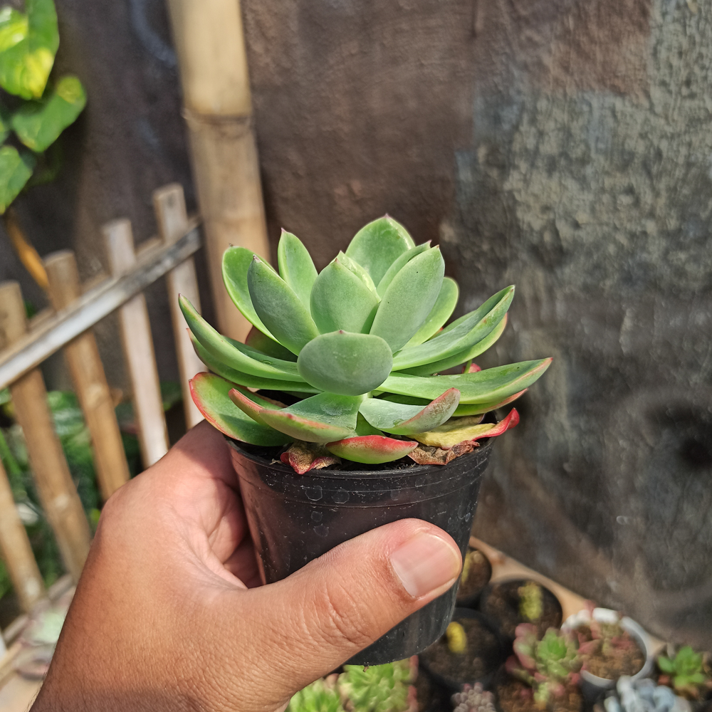 131. Echeveria Lemon And Lime - Image 2