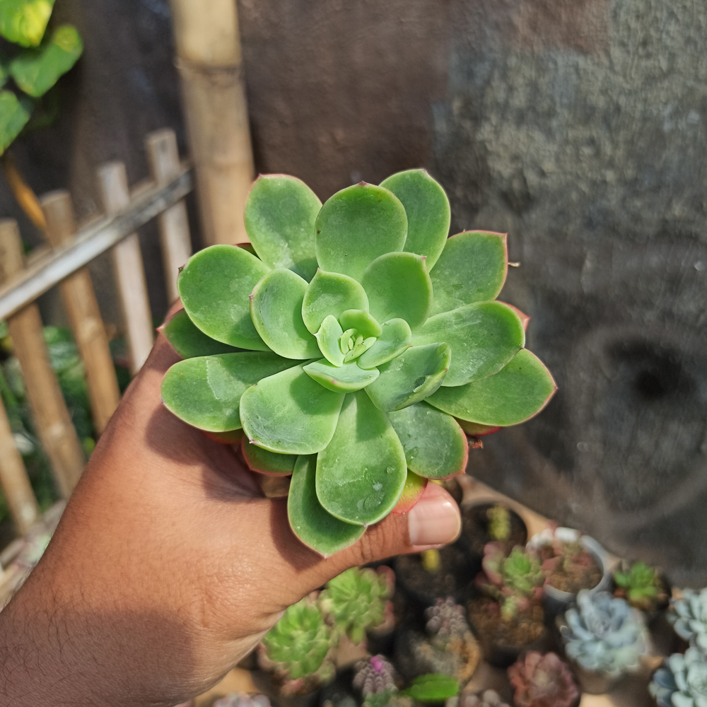 131. Echeveria Lemon And Lime - Image 3
