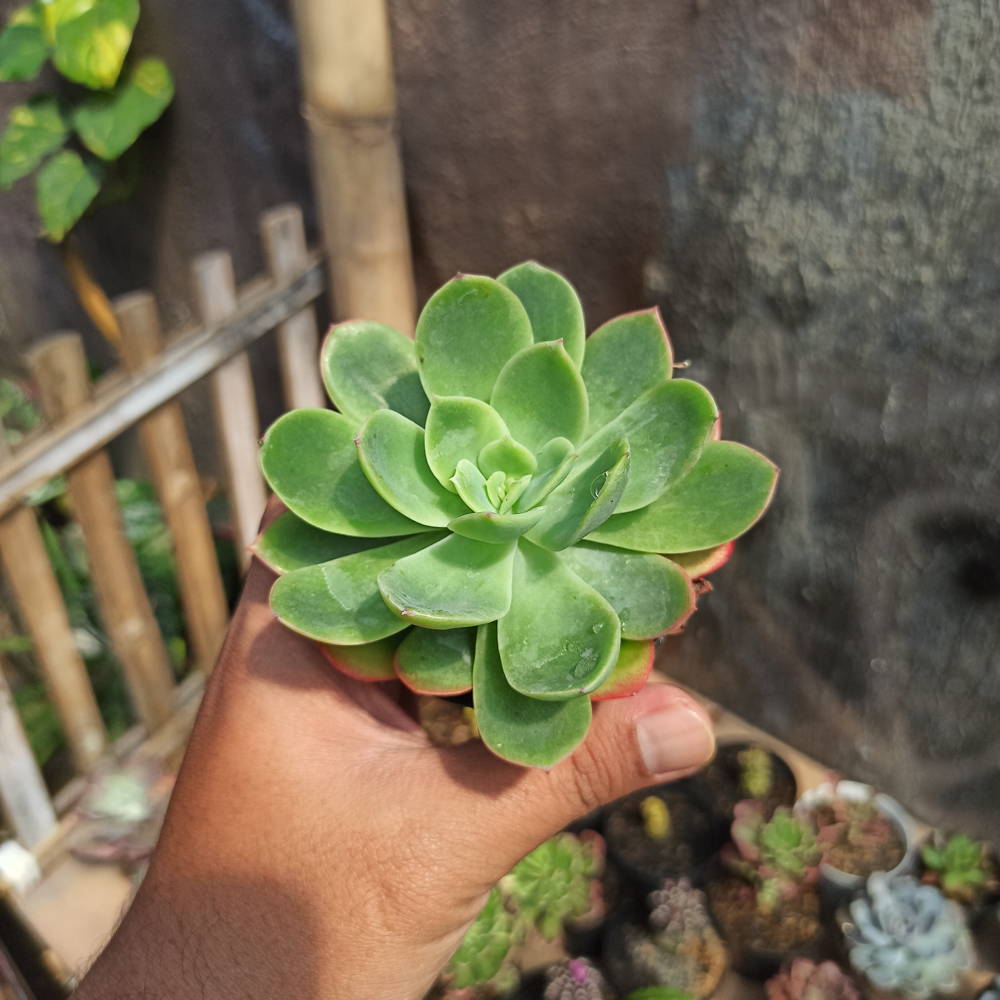 131. Echeveria Lemon And Lime - Image 4
