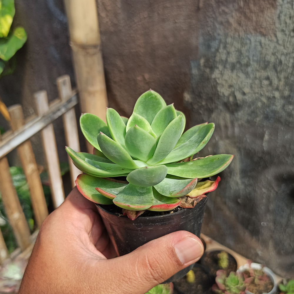 131. Echeveria Lemon And Lime - Image 5