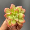 970. Echeveria Lemon Blood Spot