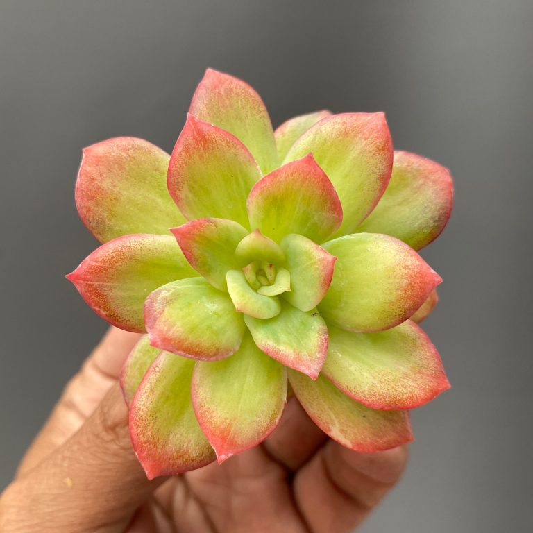 970. Echeveria Lemon Blood Spot