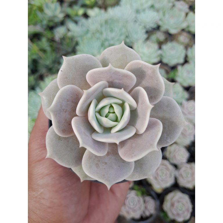 1983. Echeveria Lola