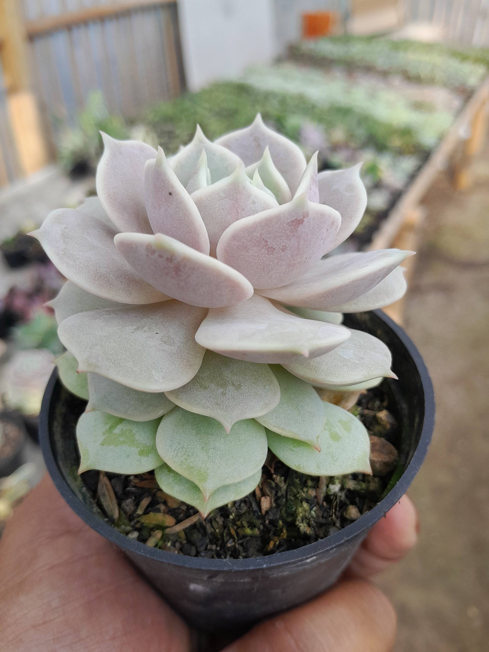 1983. Echeveria Lola - Image 2