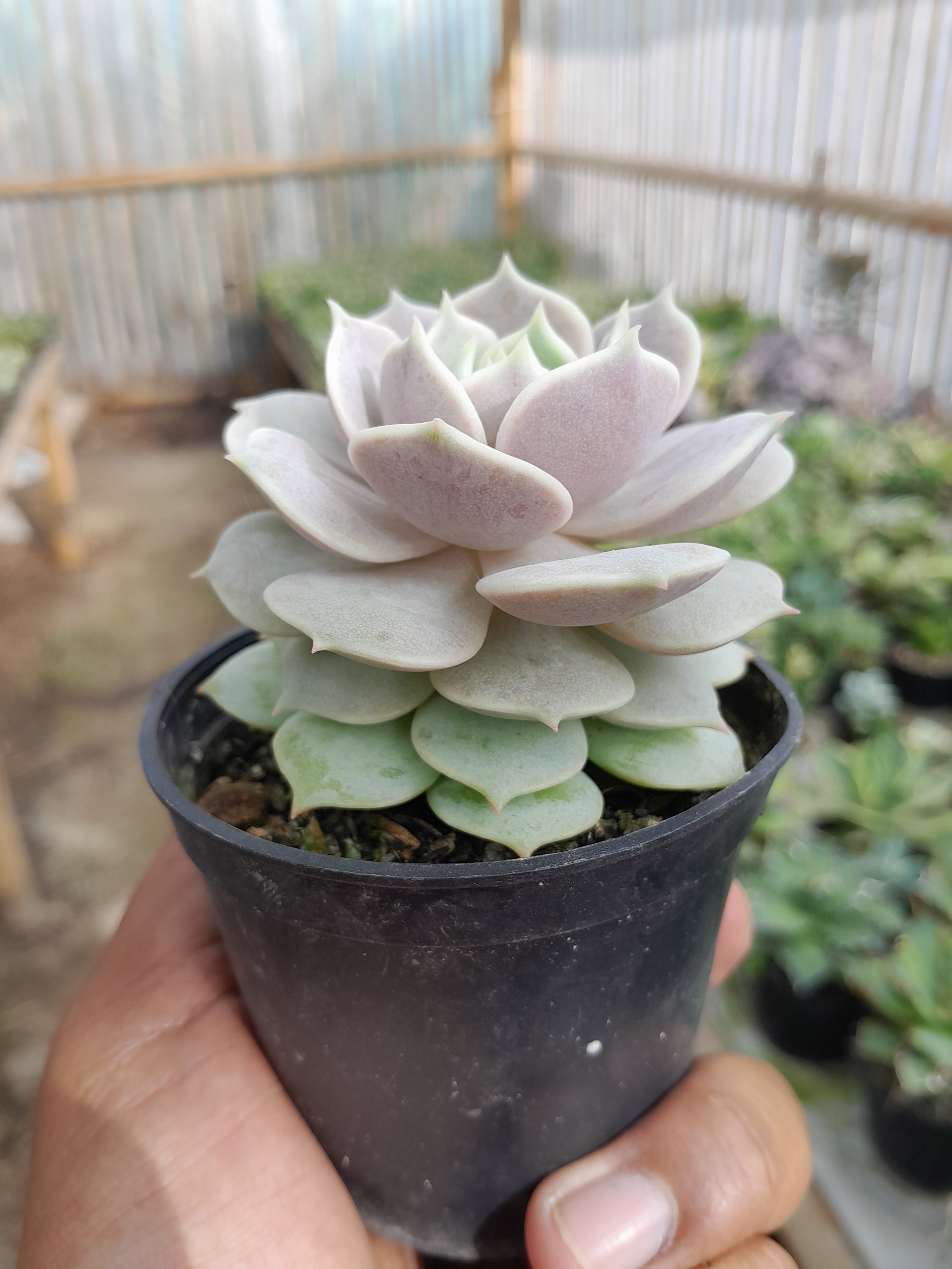 1983. Echeveria Lola - Image 3