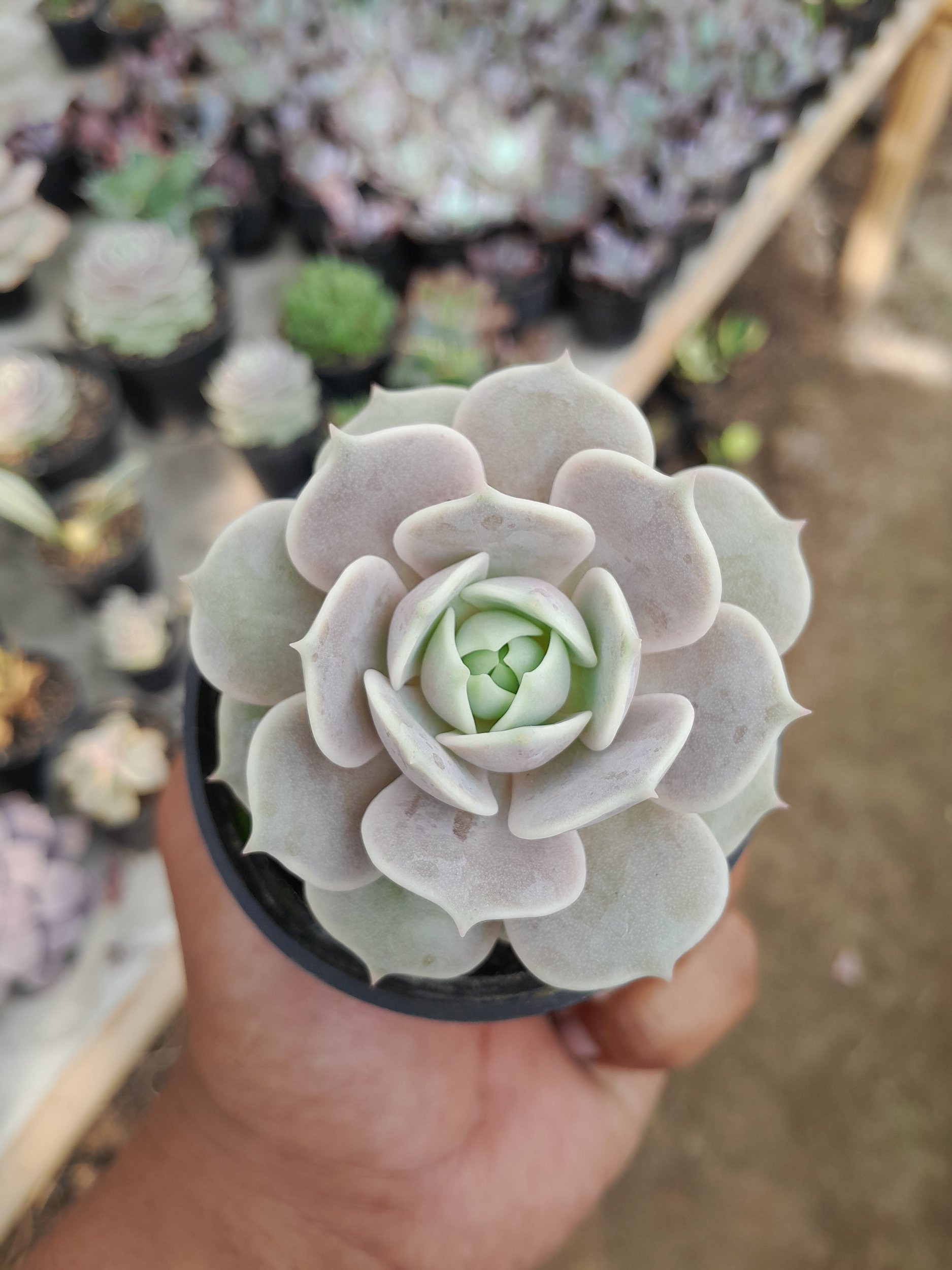 1983. Echeveria Lola - Image 4