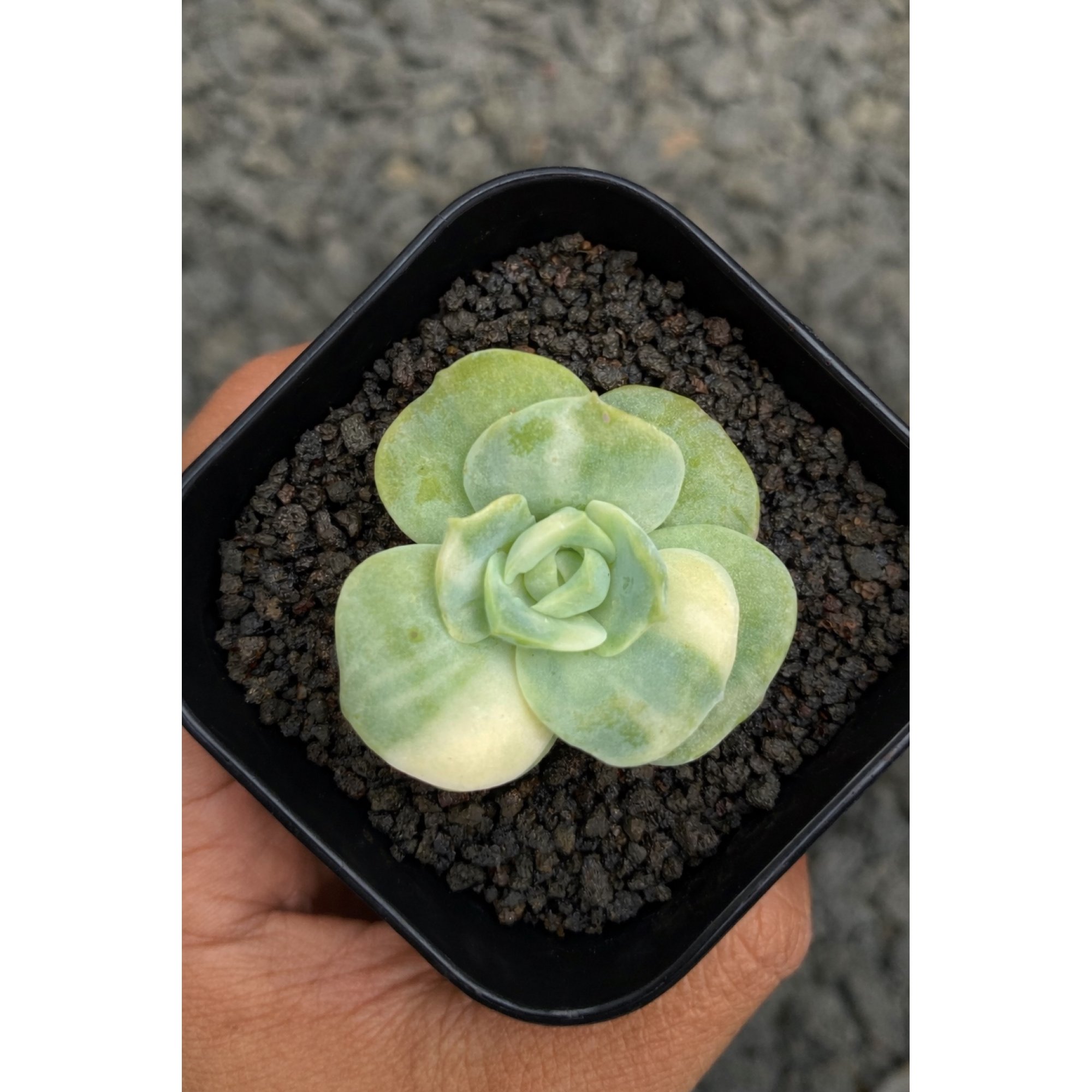 1792. Echeveria Lovely Rose Variegated