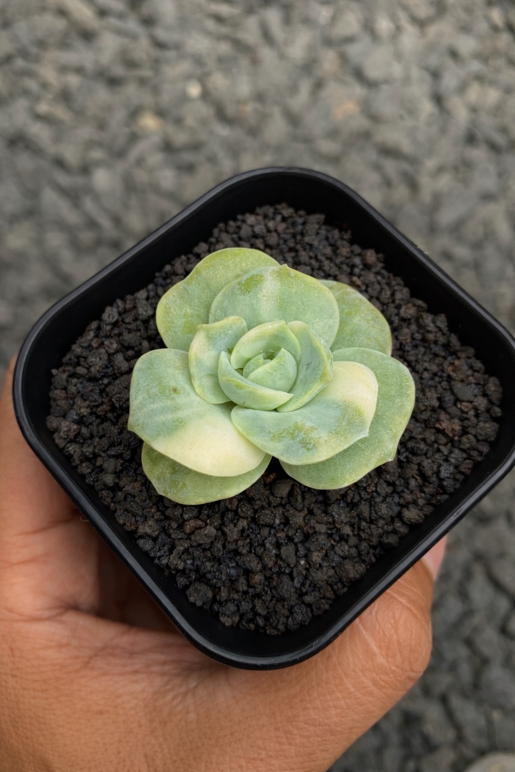 1792. Echeveria Lovely Rose Variegated - Image 2