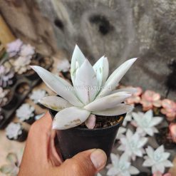 Alternative view of 083. Echeveria Mexican Giant